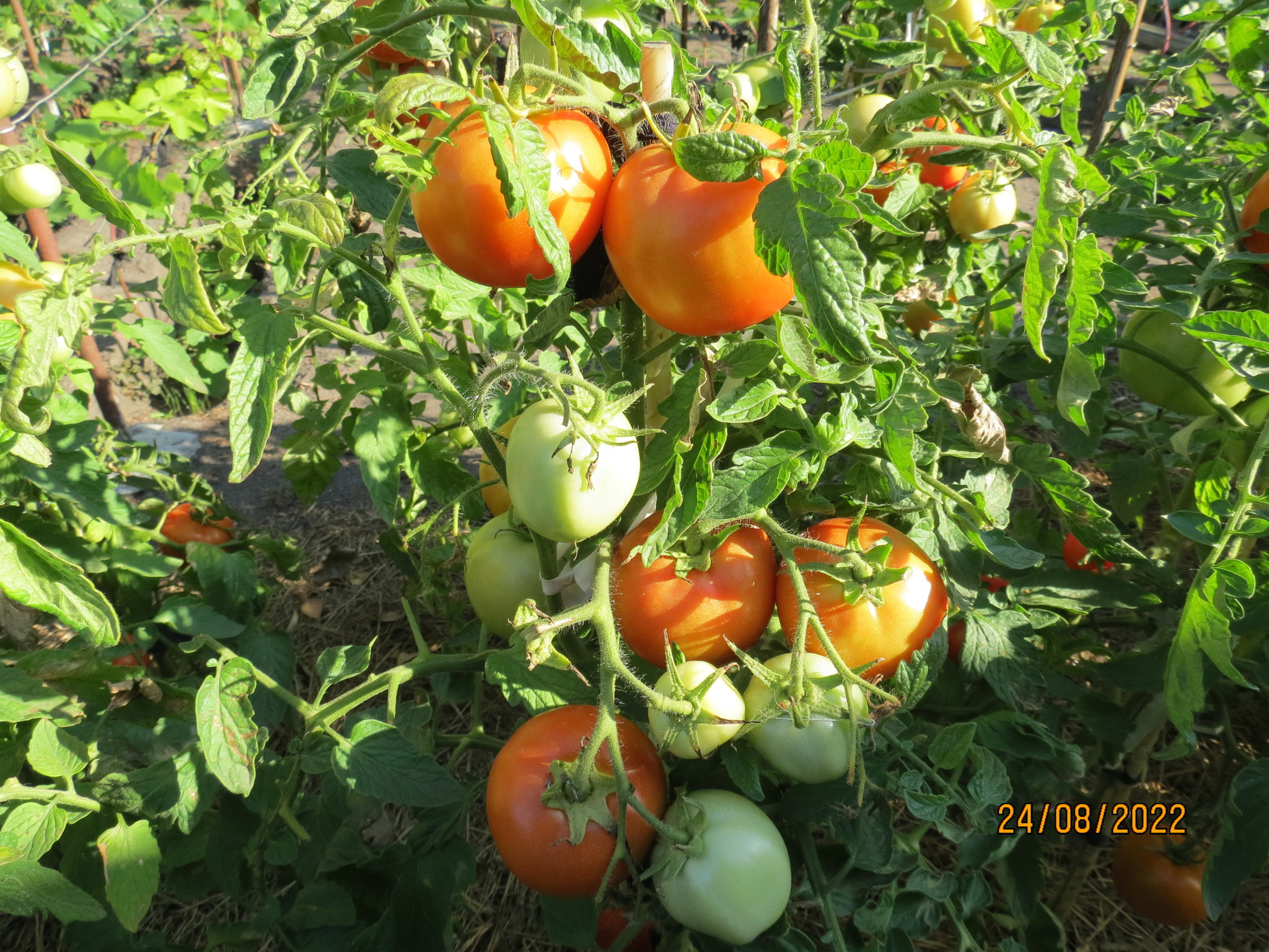 томаты жиголо фото