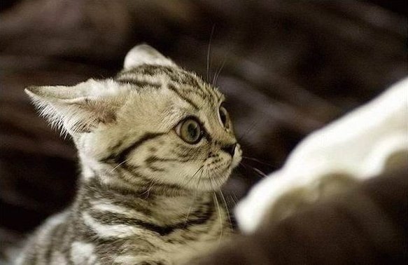 Бодрое утро картинка прикольная смешная, годика