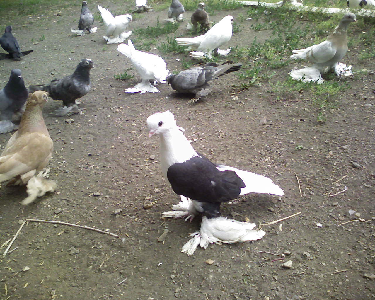 Голуби Уральские монахи фото