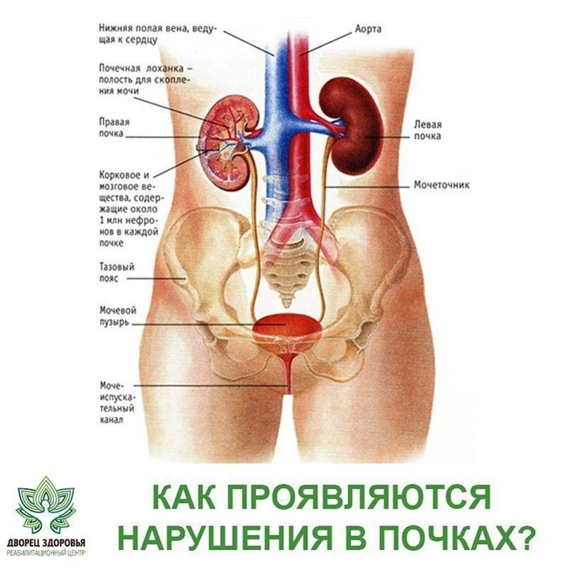 Почему могут болеть почки. Анатомия человека внутренние органы почки. Схема мочеполовой системы у женщин. Строение мочеполовой системы у женщин. Анатомия мочеполовой системы женщины.