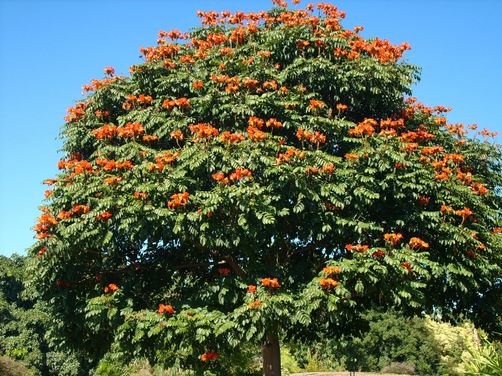 Тюльпанное дерево Лириодендрон китайский