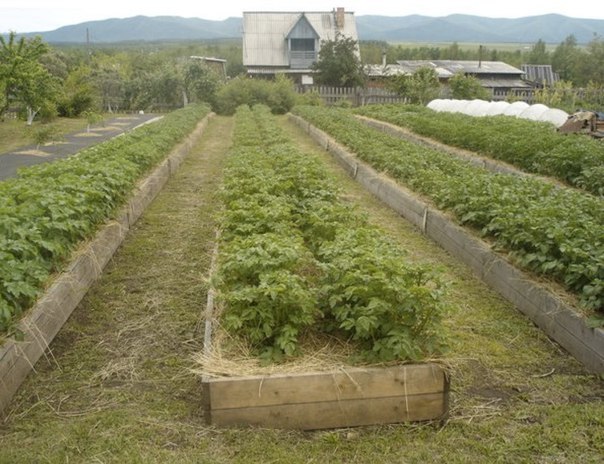 выращивание овощей в коробах