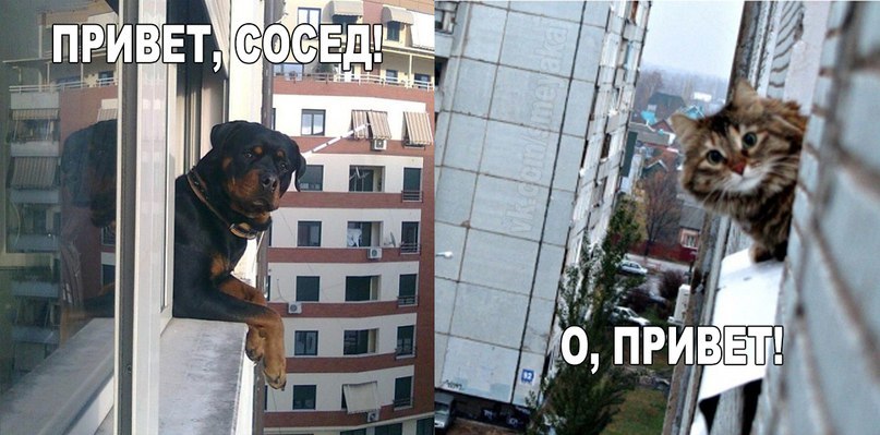 Смешные, группа ку ку прикольные картинки