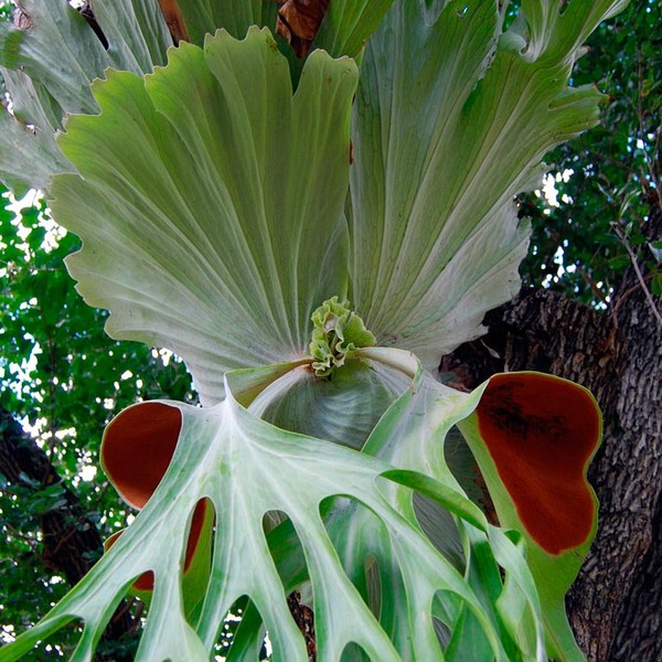 Комнатное растение Платицериум (Platicerium)
