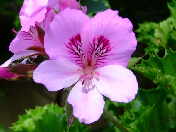 Пеларгония крупноцветковая
Pelargonium grandiflorum
Семейство: Гераниевые (Geraniaceae)
Происхождение:  Южная Африка

Привезена в Европу в конце XVI в. из Южной Африки. Культивируется в Европе, Африке и Китае

Эту пеларгонию называют еще английской. Однако происхождение этого названия остается неясным. В Англии она известна как королевская или выставочная, в США ее называют "Леди Вашингтон".
В медицине гераниевое масло используют как более дешевый заменитель розового. Как и розовое масло, его применяют при воспалительных, гнойных процессах в кишечнике и легких...

