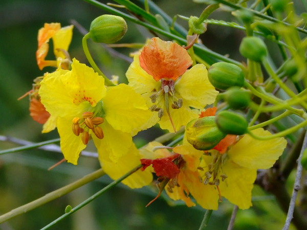 Паркинсония колючая, Иерусалимский Тёрн
Parkinsonia aculeate 
Семейство: Бобовые / Цезальпиниевые (Caesalpinioideae / Caesalpiniaceae) 
Происхождение: Америка (Мексика, Калифорния), Южная Африка

