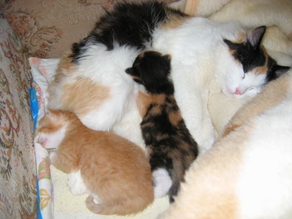 У черной кошки родился трехцветный котенок. Трехцветная кошка с котятами. Новорожденные котята трехцветные. Новорождённые котята у трёхцветной кошки. Трёхцветная кошка рожает.